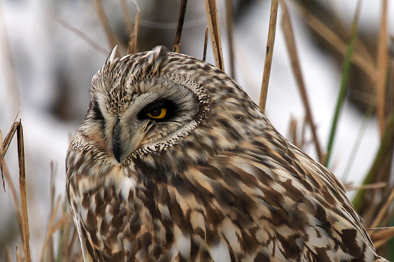 Gufo di palude (Asio flammeus)